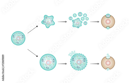 Necrosis and apoptosis of normal cell. Cell death types. Labeled scientific diagram. Vector illustration.