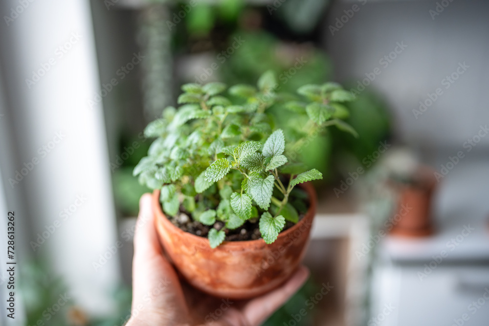 Seedlings of Melissa plant in terracotta pot closeup at home. Person hand holding aromatic fresh lemon balm herbs in old flowerpot. Growing at home. Indoor gardening, hobbies concept. Seedlings of Melissa plant in terracotta pot closeup at home. Person hand holding aromatic fresh lemon balm herbs in old flowerpot. Growing at home. Indoor gardening, hobbies concept.