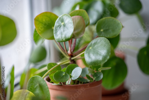 Closeup of Pilea peperomioides houseplant in terracotta pot on windowsill at home. Chinese money plant with sprout, soft focus. Indoor gardening, hobby concept