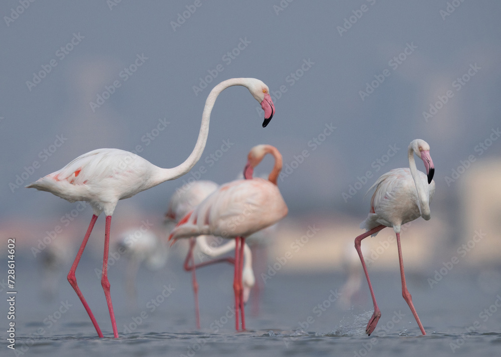 Greater Flamingos territory fight in the early morning hours at Eker creek, Bahrain Greater Flamingos territory fight in the early morning hours at Eker creek, Bahrain