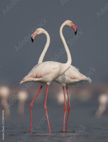 A pair of Greater Flamingos in the early morning hours at Eker creek, Bahrain