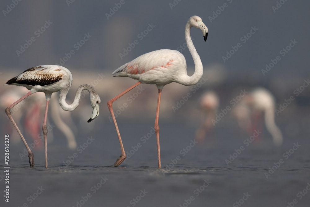 A juvenile and a adult Greater Flamingos in the early morning hours at Eker creek, Bahrain A juvenile and a adult Greater Flamingos in the early morning hours at Eker creek, Bahrain