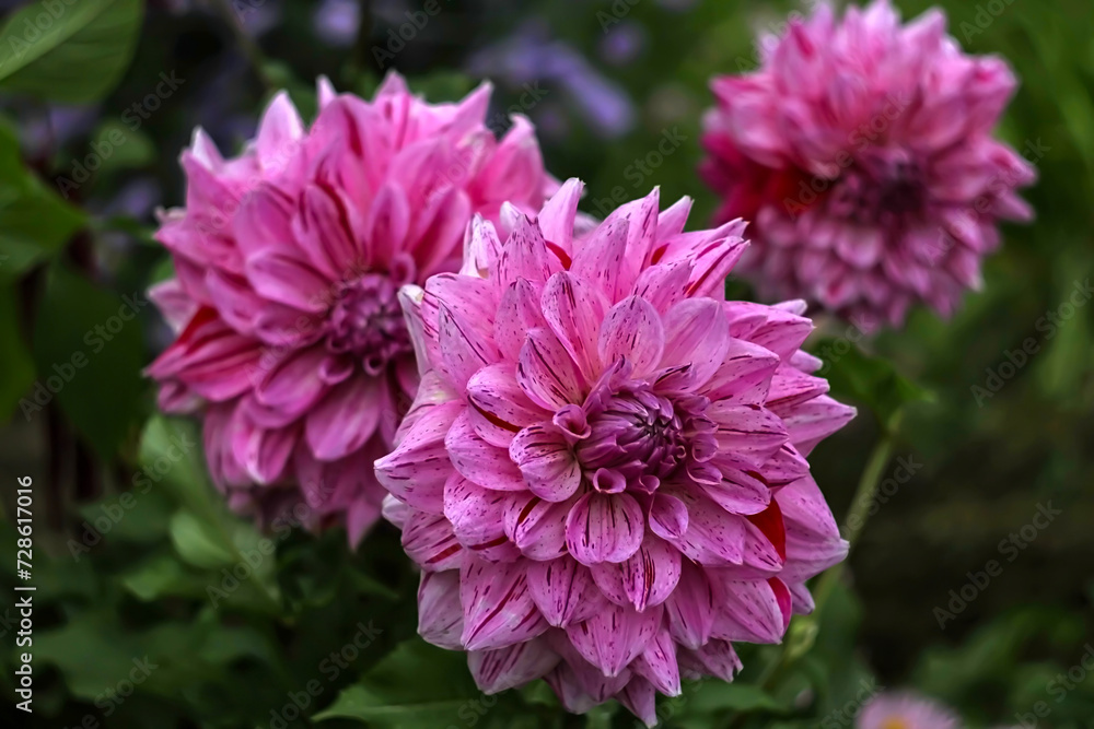 a pink dahlia blooming next to purple flowers with green leaves