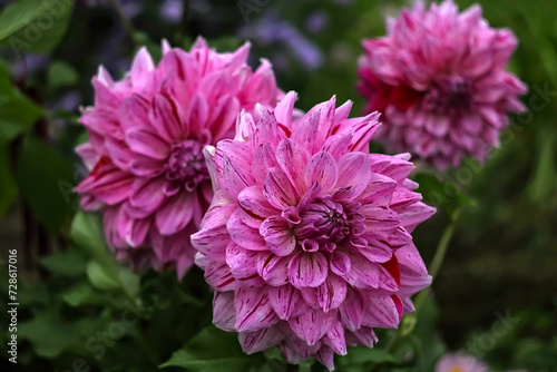 a pink dahlia blooming next to purple flowers with green leaves