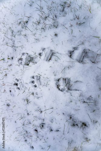 Traces of an unknown person on grass covered by snow. Abstract background. © Oksana