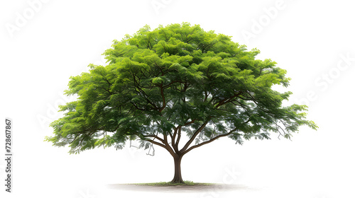 Rain tree isolated on white background.