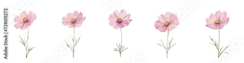 Pink flowers in isolated beauty  nature s vibrant bloom captured on a white backdrop  watercolor digital art  white background  pastel color theme