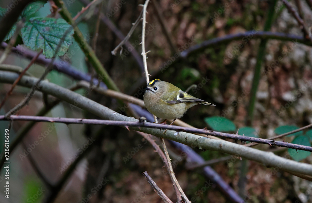 Goldcrest feeding on insects in the woods Goldcrest feeding on insects in the woods