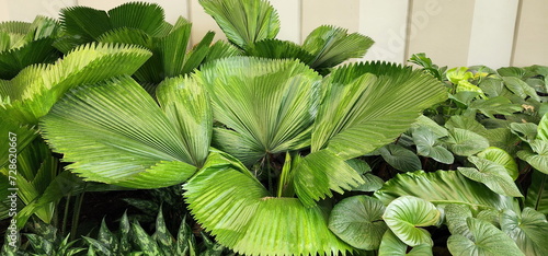 Palas Payung or Licuala grandis H. Wendl has fan-shaped or pleated leaves. It is grown as a garden decoration along with the King of Heart plant, which has heart-shaped leaves. It is a single shrub 
 photo
