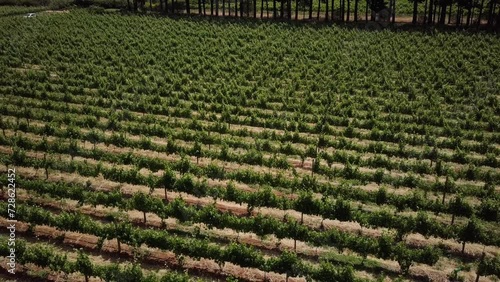 Grapevines Growing At Vineyard In Constantia, Cape Town, South Africa. aerial orbiting shot photo