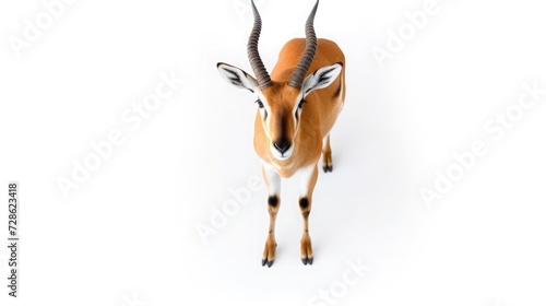 Birds eye view of a antelope on a white background 