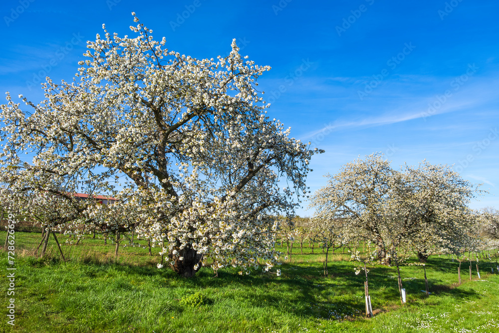 Blooming cherry trees under a white-blue sky in Frauenstein/Germany in the Rheingau Blooming cherry trees under a white-blue sky in Frauenstein/Germany in the Rheingau