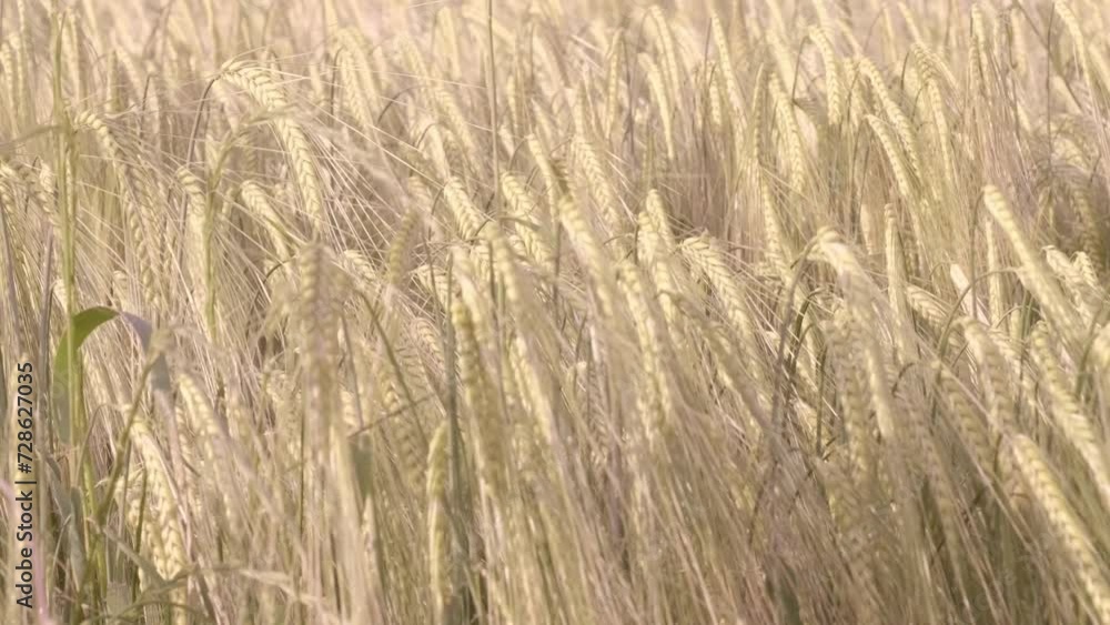 conducts vegetation tests in field, agronomist scientist in white coat check quality of grain, increasing productivity grain crops, creating and researching new varieties of wheat, bread production conducts vegetation tests in field, agronomist scientist in white coat check quality of grain, increasing productivity grain crops, creating and researching new varieties of wheat, bread production
