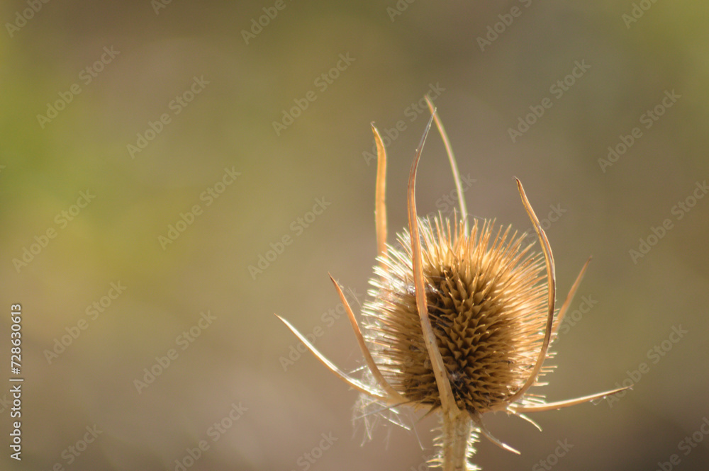 Closeup of brown wild teasel seeds with blurred background Closeup of brown wild teasel seeds with blurred background