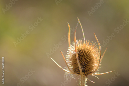 Closeup of brown wild teasel seeds with blurred background