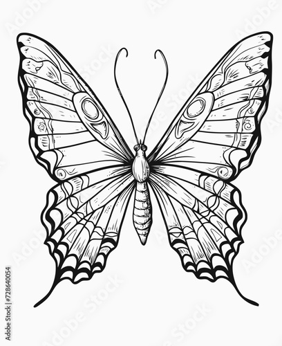 butterfly on white background