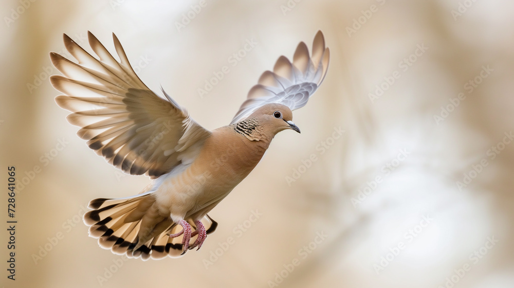 Winged dove.