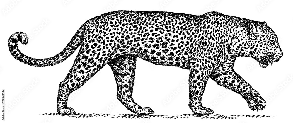 Fototapeta Vintage engraving isolated leopard set panther illustration ink sketch. Africa wild cat cheetah background jaguar animal silhouette art. Black and white hand drawn image	