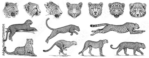 Vintage engraving isolated leopard set panther illustration ink sketch. Africa wild cat cheetah background jaguar animal silhouette art. Black and white hand drawn image	