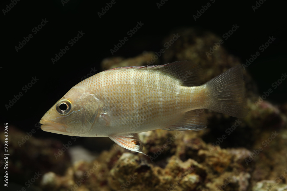 Juvenile Mangrove red snapper (commonly called mangrove jack within Australia), Lutjanus argentimaculatus Juvenile Mangrove red snapper (commonly called mangrove jack within Australia), Lutjanus argentimaculatus