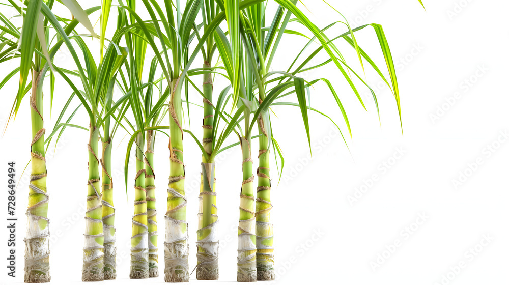 Naklejka premium Sugar cane plant isolated on white background