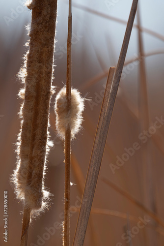 Backlit close up of winter Cattails in New Mexico, United States, North America, reflects symbolic concepts of seasons of life, nature, and passage of time