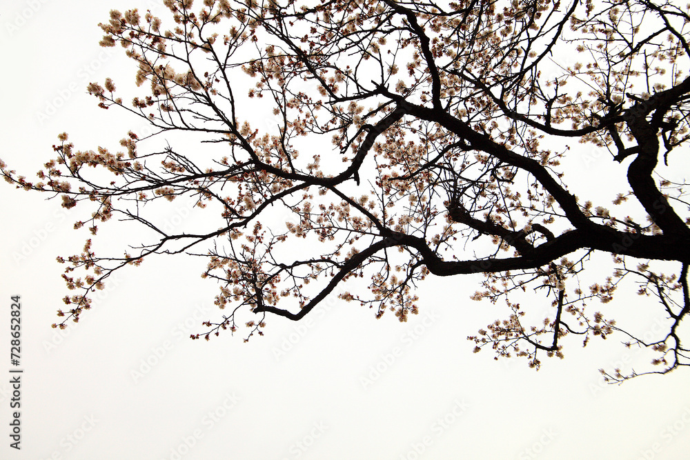 Fototapeta premium a view of plum blossoms in bloom