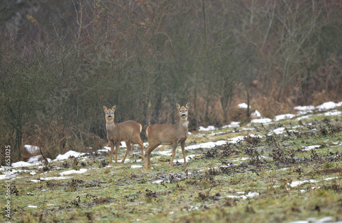 Obraz na płótnie The brown-gray winter fur of the roe deer to merge in with its surroundings in the winter season w salonie