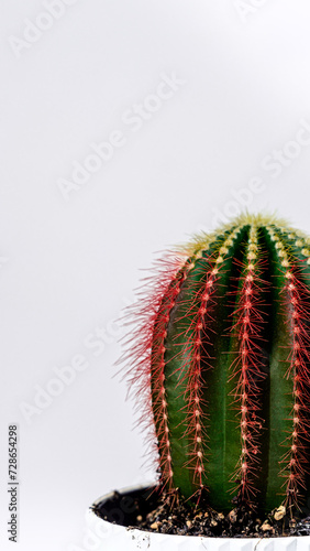 red cactus on a white background, side view, close up