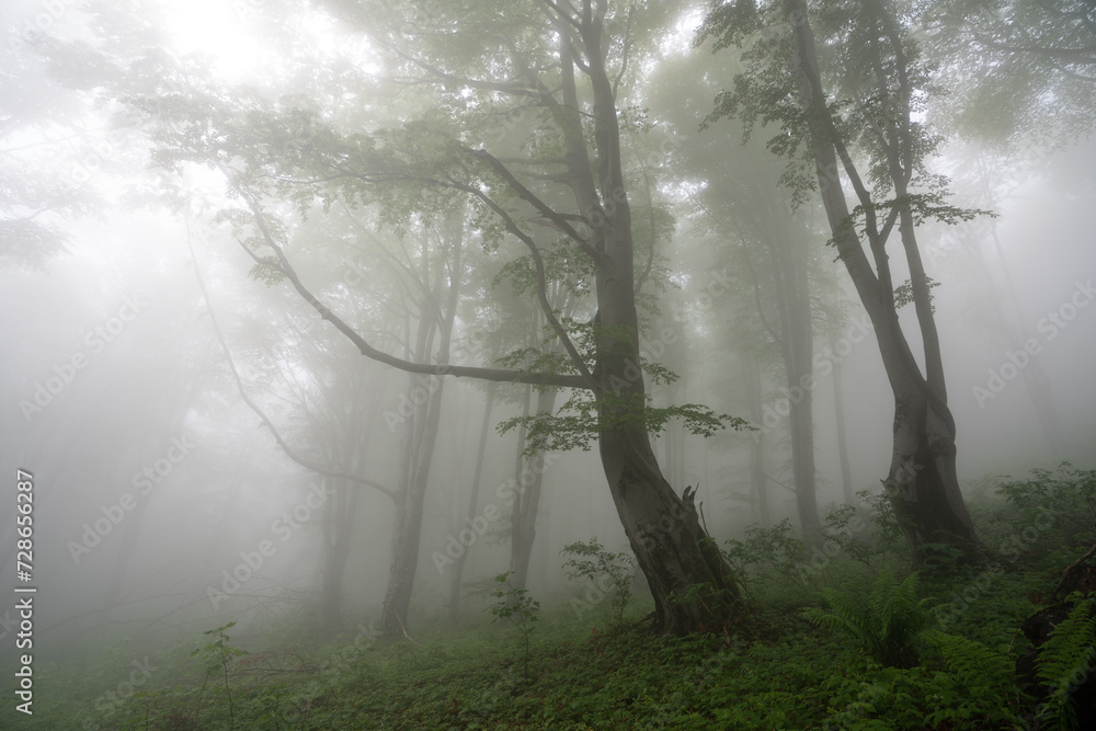 Fototapeta premium fog in the forest