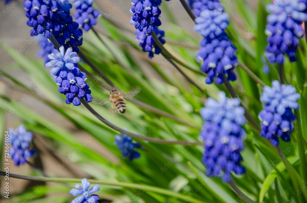 Spring muscari flowers in the garden, natural background Spring muscari flowers in the garden, natural background