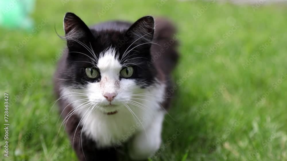 A black and white cat walks on the green grass and looks at the camera A black and white cat walks on the green grass and looks at the camera