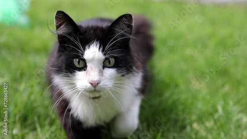 A black and white cat walks on the green grass and looks at the camera