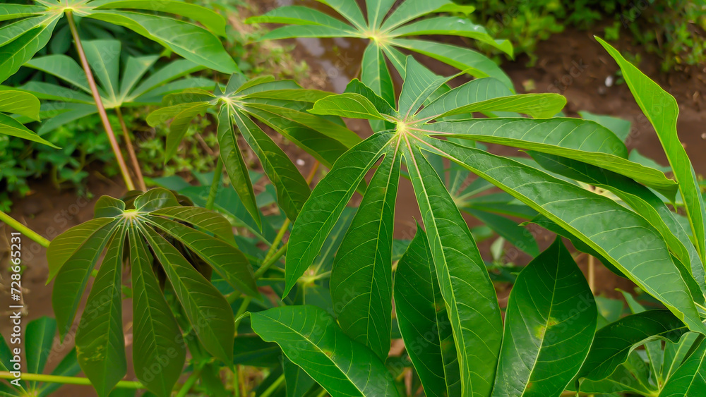 Fresh green cassava leaves for wallpaper background Fresh green cassava leaves for wallpaper background