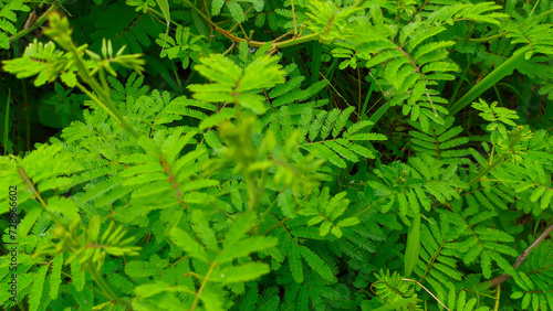 Wild green plant shy princess or Mammoth Mimosa Pudica