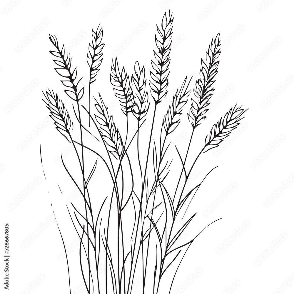 Elegant line drawing of summer wheat. Illustration for invites and cards Elegant line drawing of summer wheat. Illustration for invites and cards