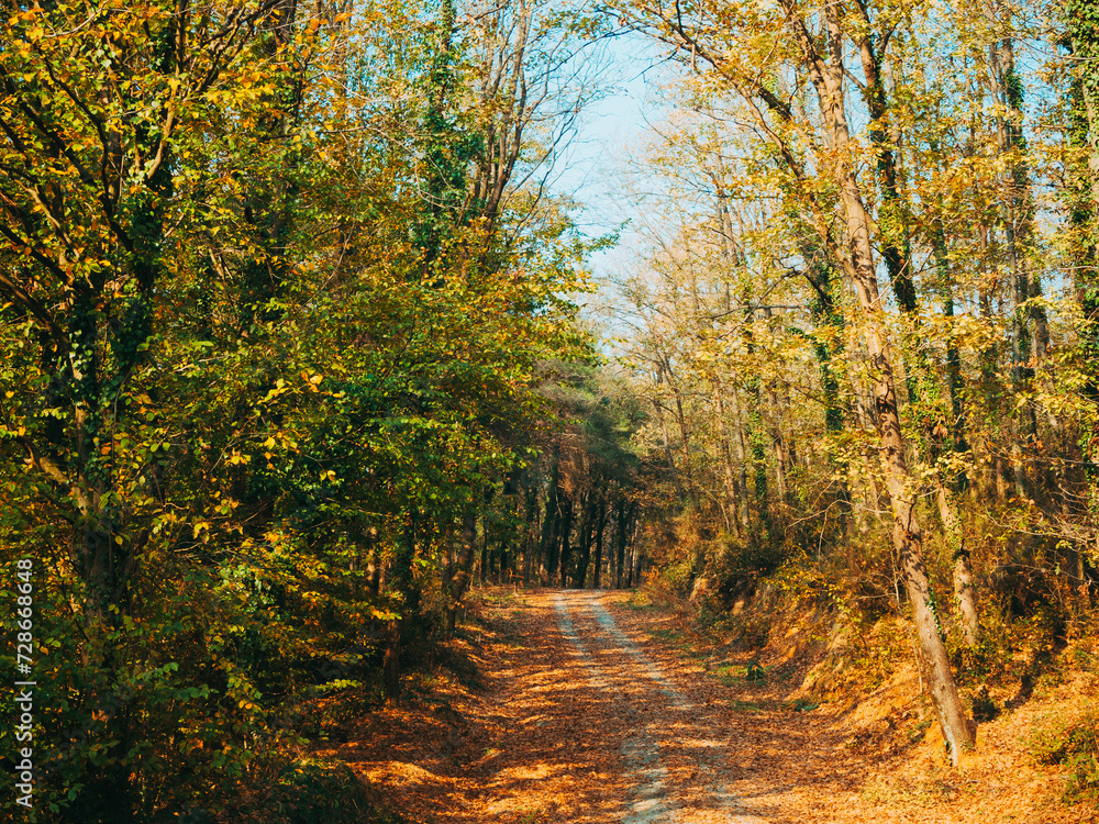 Obraz premium Sun-Drenched Path Through a Forest in Early Autumn With Leaves Gently Falling