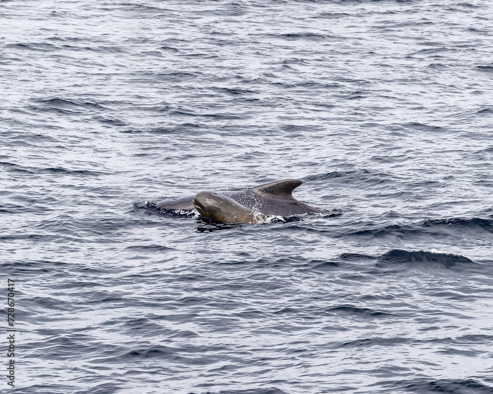 Naklejka premium A pilot whale calf glides by its mother in the serene waters near Andenes, showcasing familial bonds in the wild