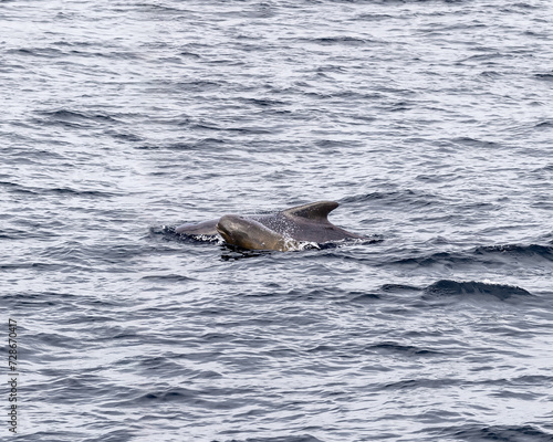 A pilot whale calf glides by its mother in the serene waters near Andenes, showcasing familial bonds in the wild