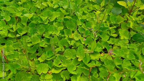 Close up of green plant gotu kola or Centella asiatica