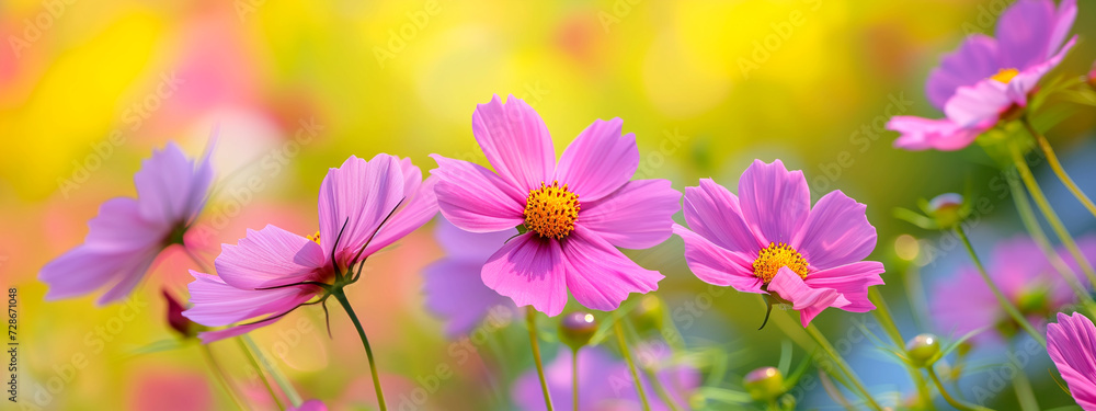 Spring pink flowers in the field beautiful background for design. Spring pink flowers in the field beautiful background for design.