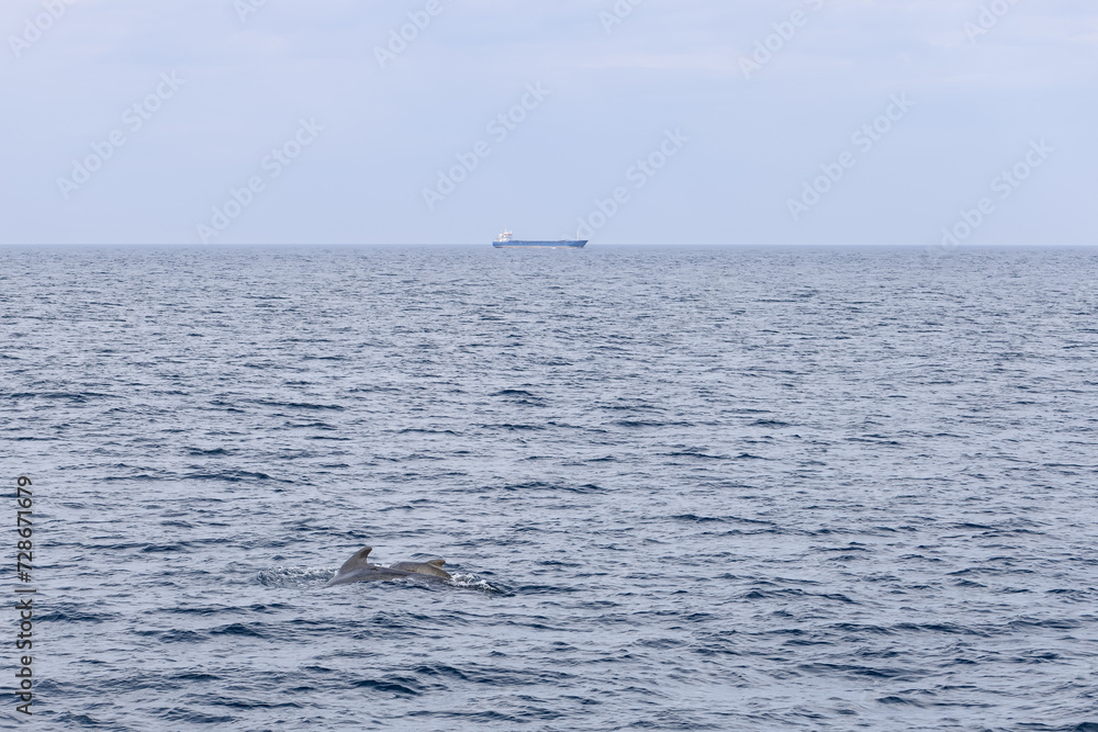 The vastness of the Norwegian Sea near Andenes is accentuated by a mother pilot whale and her calf, with the distant presence of a cargo ship The vastness of the Norwegian Sea near Andenes is accentuated by a mother pilot whale and her calf, with the distant presence of a cargo ship