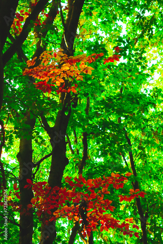 Autumn in the forest, colors of green and yellow leafs and trees