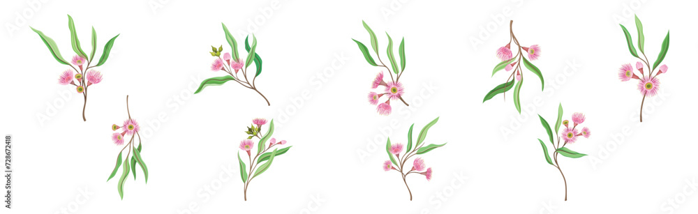 Eucalyptus Floral Branch with Green Leaf and Flower Vector Set