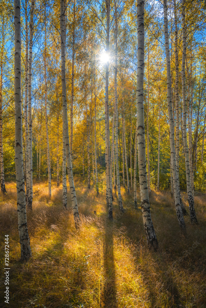 Fototapeta premium Birch tree forest during autumn