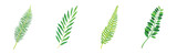 Green Fern or Long Leaf with Stem as Foliage Vector Set