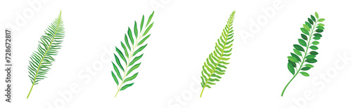 Green Fern or Long Leaf with Stem as Foliage Vector Set