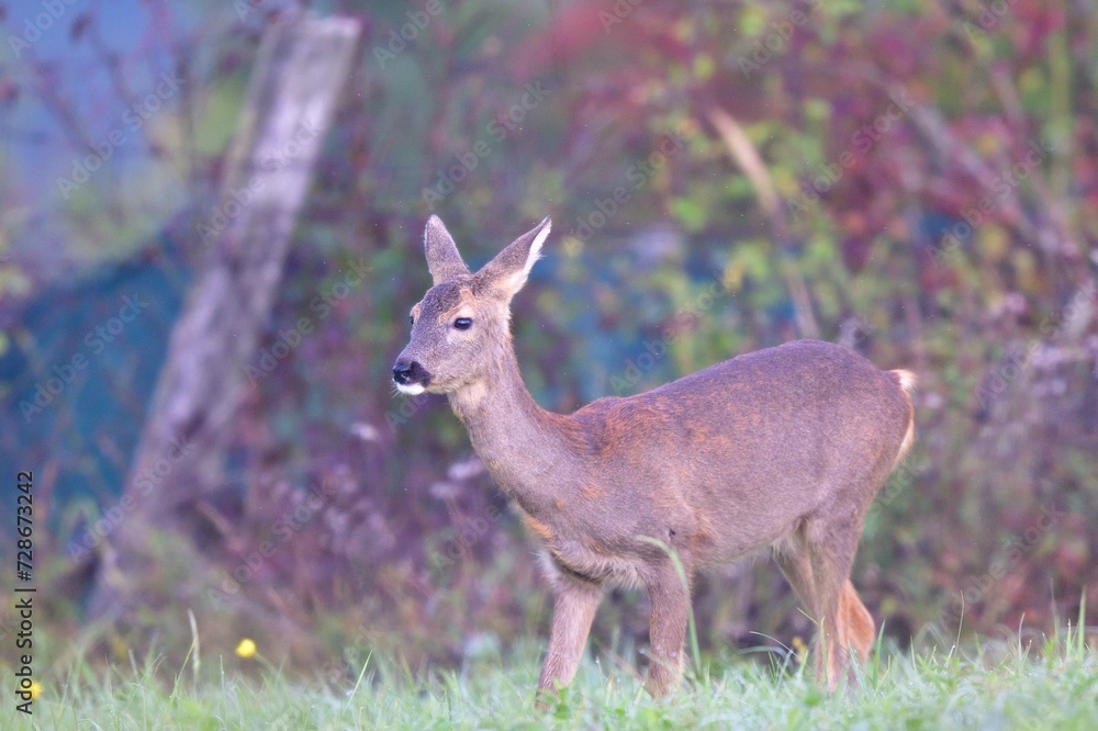The brown-gray winter fur of the roe deer to merge in with its surroundings in the winter season