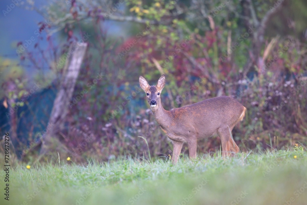 Perfect camouflage of doe deer fur in the winter season on the meadow