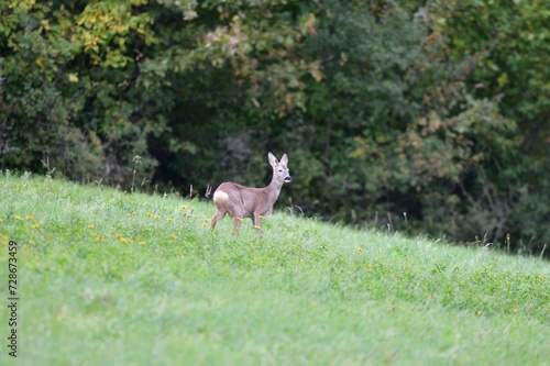 Deer fawns walking and grazing grass in winter time 